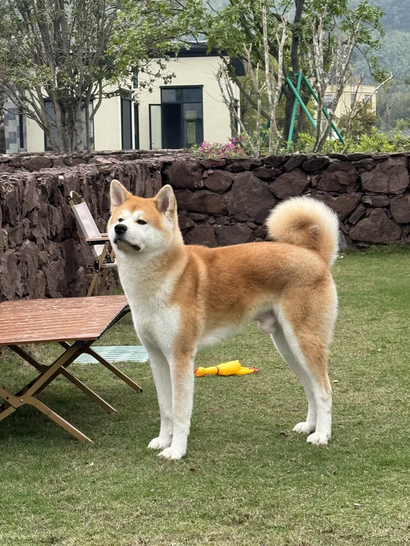 Akita travel guide image 6-1