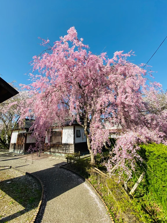 Akita travel guide image 14-1