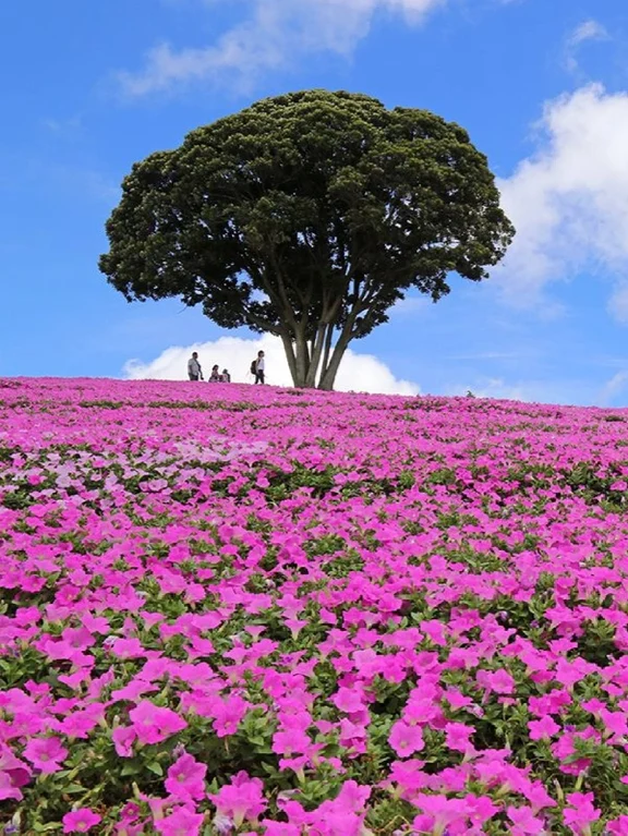 Chiba travel guide image 3-2